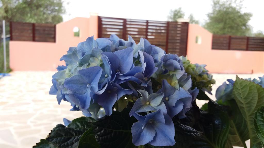 Amaryllis Boutique Apartments مورايتيكا المظهر الخارجي الصورة