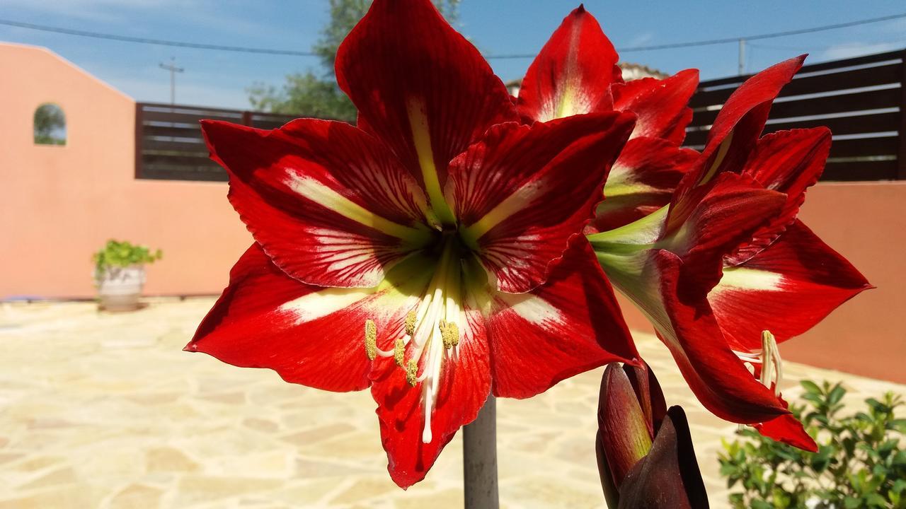 Amaryllis Boutique Apartments مورايتيكا المظهر الخارجي الصورة